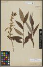 Foto von Salix alba subsp. vitellina (L.) Arcang.